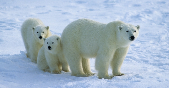 Bildresultat för isbjörnar