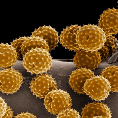 pollen1