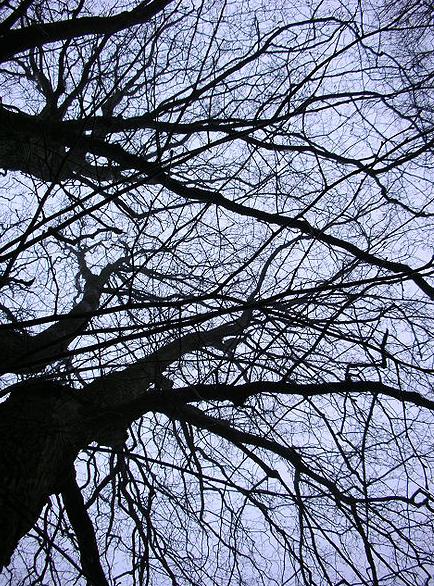 Svarta träd