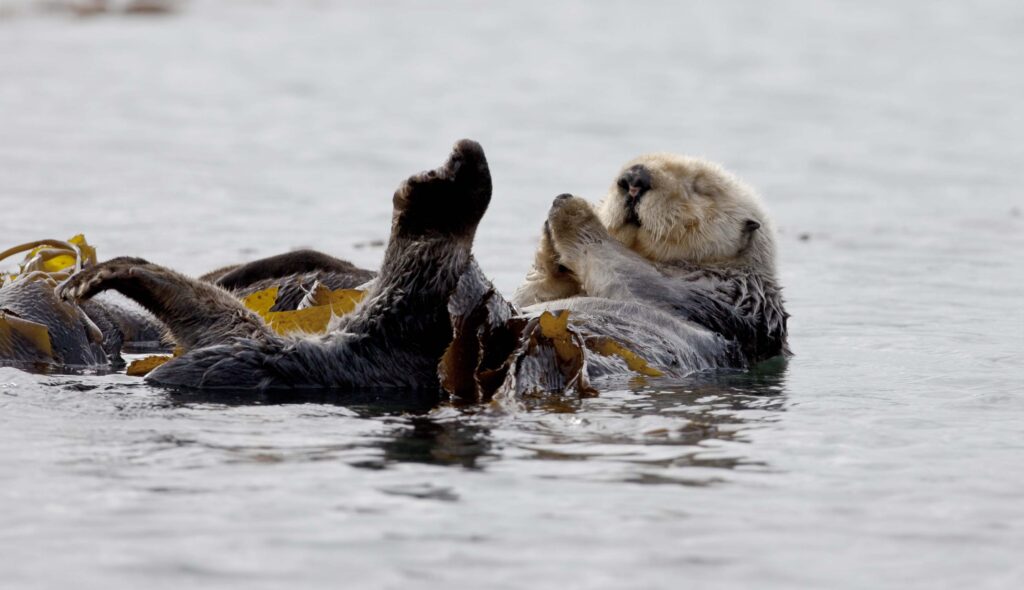 seaotter