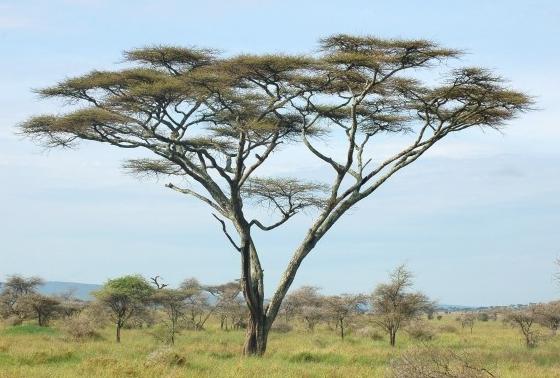 Träd i Afrika