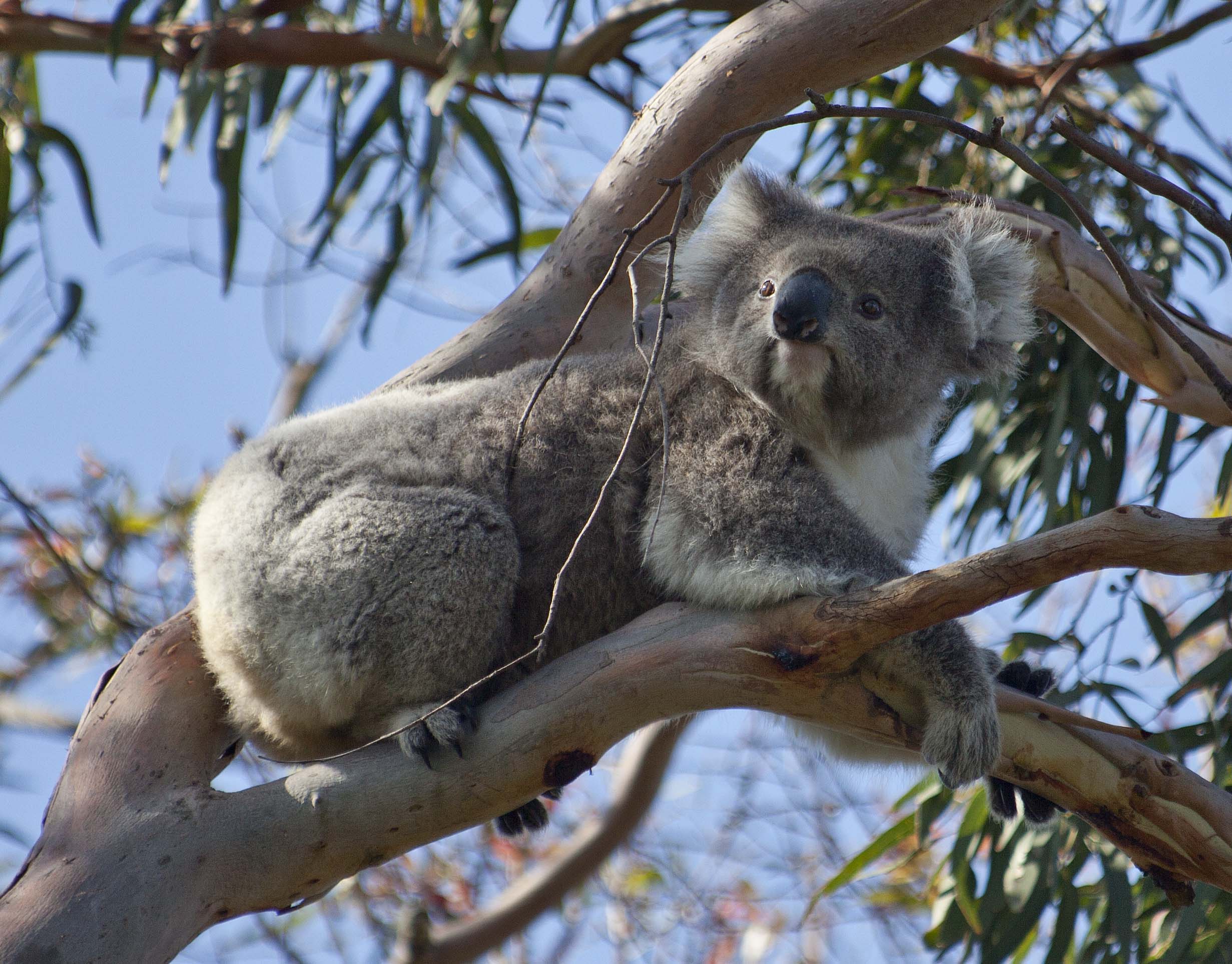koala-1