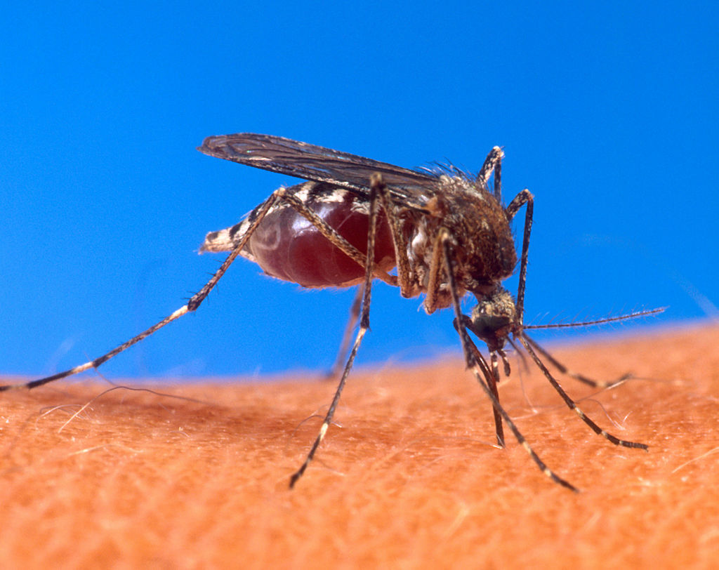 Imponera på dina vänner genom att kunna skilja en malariamygga mot en vanlig mygga. Malariamyggan har kroppen i vinkel när den suger blod.