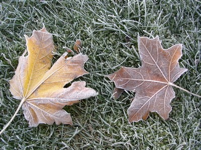 frost löv