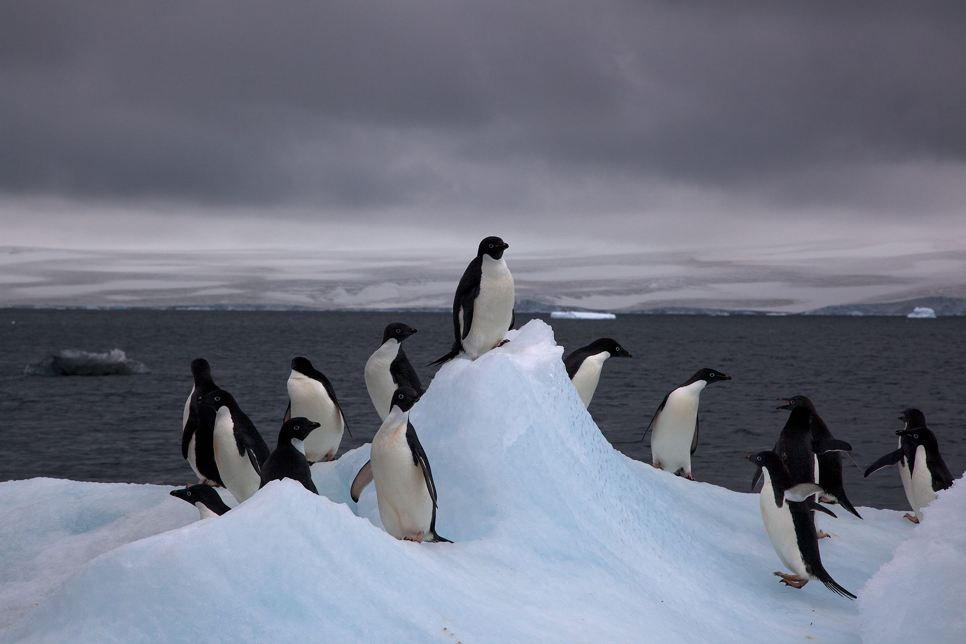 Adelie_Penguins_on_iceberg